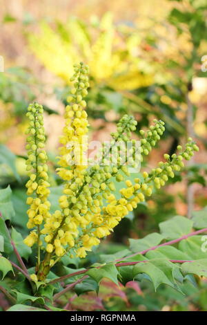 Mahonia x media 'en cours. Fleurs d'hiver de Mahonia 'en cours' la floraison en décembre, au Royaume-Uni. Également appelé Mahonia 'en cours' Banque D'Images