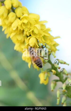 Apis mellifera se nourrissant de Mahonia x media 'en cours." L'alimentation de l'Abeille sur la floraison d'hiver Mahonia arbuste en décembre, UK Banque D'Images