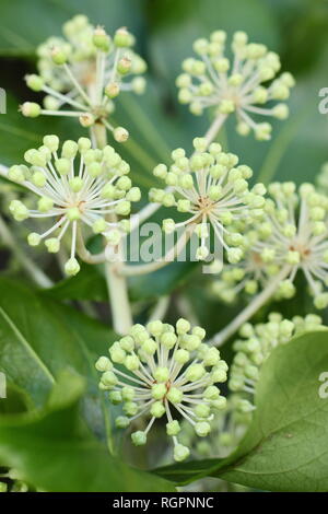 Fatsia japonica. White flowerheads de ce ricin en hiver -décembre, le jardin Banque D'Images