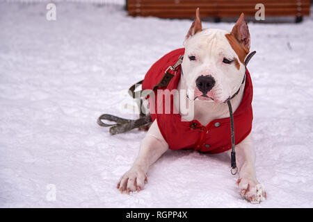 Staffordshire Terrier se situe sur la neige sur la rue en hiver/ mignon Banque D'Images