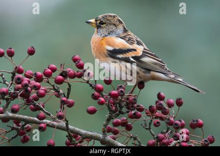 Pinson du nord (Fringilla montifringilla), assis sur une branche avec des baies rouges, de l'Ems, Basse-Saxe, Allemagne Banque D'Images