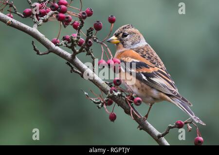 Pinson du nord (Fringilla montifringilla), assis sur une branche avec des baies rouges, de l'Ems, Basse-Saxe, Allemagne Banque D'Images