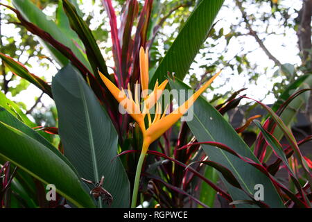 Flamme jaune avec fleur Heliconia arrière-plan flou Banque D'Images