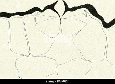 . Bulletin de la Société botanique de Genve. Les plantes ; les plantes -- Suisse. Fig. 7.").- Evonymus europaea var. I-Iamil toniana-. Feuilles âgées avec occlusion.. Fig. iC. Evonymus europaea var. Haniil toniana-. Feuilles jeunes sans occlusion.. Veuillez noter que ces images sont extraites de la page numérisée des images qui peuvent avoir été retouchées numériquement pour plus de lisibilité - coloration et l'aspect de ces illustrations ne peut pas parfaitement ressembler à l'œuvre originale.. Société botanique de Genve. Genve, [Suisse]  : Société botanique de Genve Banque D'Images