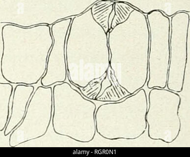 . Bulletin de la Société botanique de Genve. Les plantes ; les plantes -- Suisse. je il m fig. 65., 1. II. III. Â DÃ©veloppement du stomate d'Evonymus japonica (section transversale). J' !. Chodat une Ã©tudiÃ© le dÃ©veloppement du stomate chez Buxus sem- pervirens et mes observations sur le dÃ©veloppement du stomate chez Evonymus japonica ne l'ont que confirmer les siennes. En effet, si nous examinons les moulins ci-dessous, qui reprÃ©sentent des coupes faites dans de toutes jeunes feuilles, nous voyons tout d'abord la paroi des deux cellules stomatiques provenant du dernier cloisonnement des cellules Ã©pi Banque D'Images