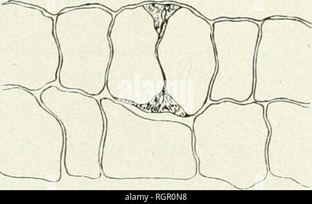 . Bulletin de la Société botanique de Genve. Les plantes ; les plantes -- Suisse. . Veuillez noter que ces images sont extraites de la page numérisée des images qui peuvent avoir été retouchées numériquement pour plus de lisibilité - coloration et l'aspect de ces illustrations ne peut pas parfaitement ressembler à l'œuvre originale.. Société botanique de Genve. Genve, [Suisse]  : Société botanique de Genve Banque D'Images
