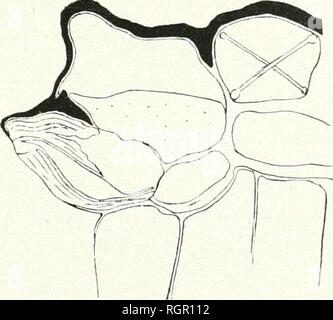 . Bulletin de la Société botanique de Genve. Les plantes ; les plantes -- Suisse. (4/ L. REHFOUS. ETUDE SUR LES STOMATES 291 PlNUS SYLVESTRIS L. Plusieurs auteurs se soÃ"l dÃ©jÃ occupÃ©s des stomates des ConifÃ¨res. Parmi ceux-ci, citons Thomas1 ; ce dernier ne nous parle aucunement de l'pot proprement you dite des stomates ; il n'est question, dans son travail, que de leur situation sur l'Ã©piderme infÃ©rieur et quelque- fois sur les deux faces. Wilhelm2 ne nous entretient d'occlusions que des qu'il a souvent rencontrÃ©es chez les stomates des ConifÃ¨res, d'occlusions extÃ©rieures et cireuses dont j'ai dÃ Banque D'Images