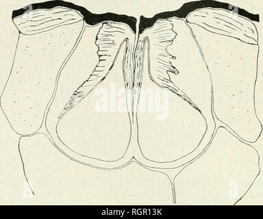. Bulletin de la Société botanique de Genve. Les plantes ; les plantes -- Suisse. 281 BULLETIN DE LA SOCIETE BOTANIQUE DE GENEVE [401 Ã©paissie, la communication entre les deux lumens (cellule annexe et cellule de bordure) se fait au moyen d'un société bien marquÃ© de l'anticlinal dorsale et ceci sur une assez grande surface. L'absence de charniÃ¨res, en cette rÃ©gion mÃ©diane, nous a amenÃ©s Ã vÃ©rifier si elle n'existait pas de clans une autre rÃ©gion du stomate, dans la. Fig. 28. Â Psilotum. L'article polaire dans un ax plutÃ't jeune. rÃ©gion polaire, Angleterre (fig. 28) ; lÃ , en effet, la pÃ©ric Banque D'Images