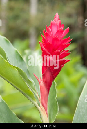 Plante de gingembre fleur. Mourne Courbaril Estate, Sainte-Lucie. Banque D'Images