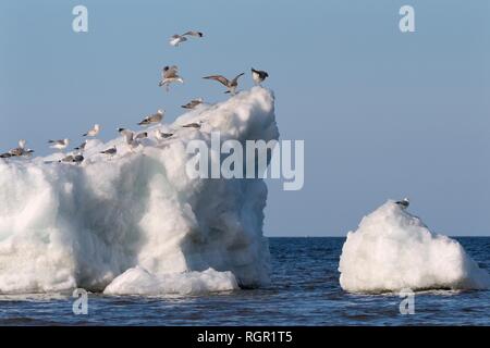 Les goélands migrants l'atterrissage pour rejoindre d'autres reposant sur de la glace de lac Vent entassés près de la rive du lac Peipsi, Jogeva county, l'Estonie, avril. Banque D'Images