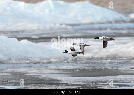 Trois Islande (Bucephala clangula) migrer au cours de la glace de lac Vent entassés près des côtes au printemps, le lac Peipsi, Estonie, avril. Banque D'Images