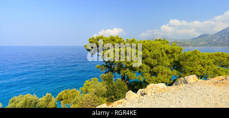 Arbre conifère vert, croissant sur les pierres, dans le contexte de la mer bleue, l'été ensoleillé Banque D'Images