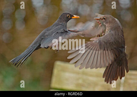 Les merles, mâle et femelle (Turdus merula) Banque D'Images