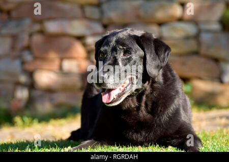 Labrador Retriever, noir, vieux chien Banque D'Images