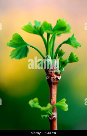 Von Blattaustrieb Ginkgobaum, Ginkgo biloba Banque D'Images