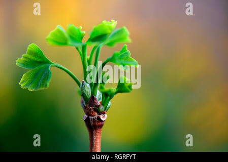 Von Blattaustrieb Ginkgobaum, Ginkgo biloba Banque D'Images
