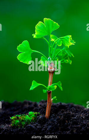 Von Blattaustrieb Ginkgobaum, Ginkgo biloba Banque D'Images