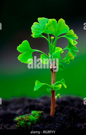 Von Blattaustrieb Ginkgobaum, Ginkgo biloba Banque D'Images