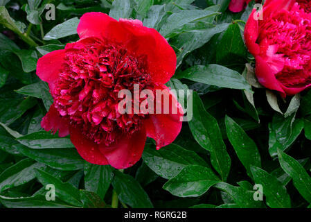 Pfingstrose CharmPaeonia, sorte Red x lactiflora officinalis, Glasscock 1944 Banque D'Images