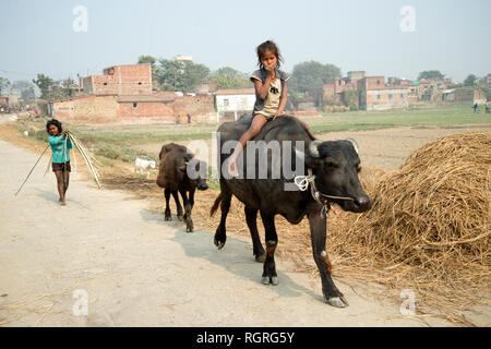 L'Inde. Le Bihar . Katari Milieu village. Young Girl riding a buffalo suivi de ses jeunes Banque D'Images