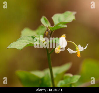 La morelle noire, Europe, Solanum nigrum Banque D'Images