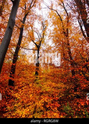 Forêt de hêtres, Velbert, Rhénanie du Nord-Westphalie, Allemagne, Europe, Fagus sylvatica Banque D'Images