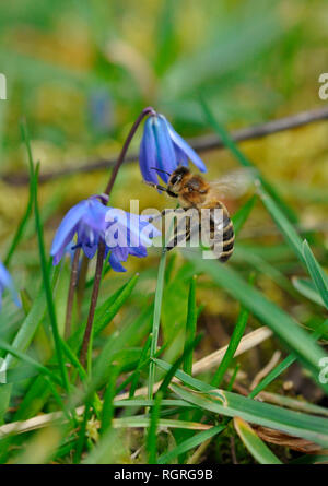 Squill de Sibérie, Europe, Scilla siberica Banque D'Images