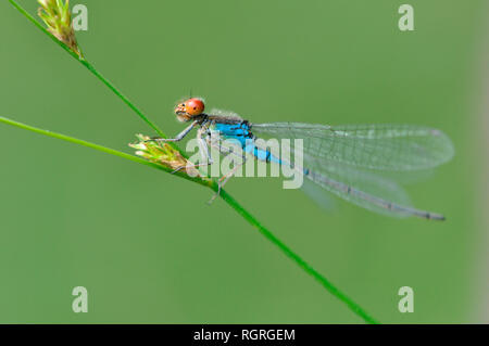 Petite demoiselle aux yeux rouges, Nettetal, Rhénanie du Nord-Westphalie, Allemagne, Europe, Erythromma viridulum Banque D'Images