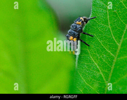 7-spot ladybird Coccinella septempunctata, Europe, Banque D'Images