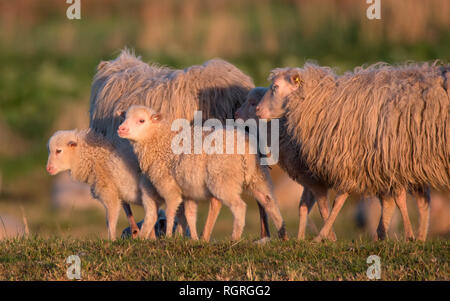 Moutons blancs interrogés heath, réserve naturelle, Ochsenmoor Huede, Diepholz, Basse-Saxe, Allemagne, Europe Banque D'Images