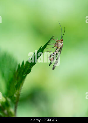 Scorpionfly commun, Rhénanie du Nord-Westphalie, Allemagne, Europe, Panorpa communis Banque D'Images