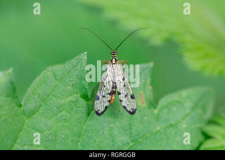 Scorpionfly commun, Rhénanie du Nord-Westphalie, Allemagne, Europe, Panorpa communis Banque D'Images