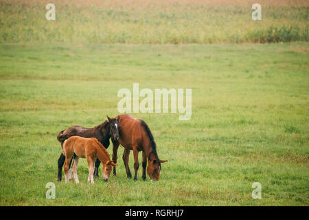 Cheval brun adultes et deux poulains Jeunes Chevaux Pâturage sur pré vert près de la rivière en été. Le Bélarus. Banque D'Images