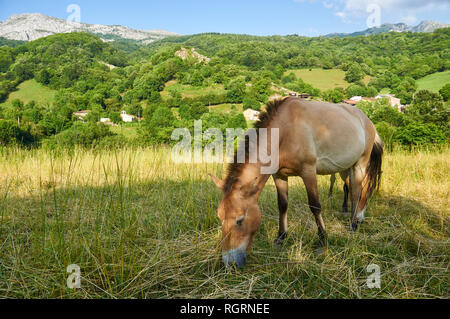 Un cheval de Przewalski (Equus ferus przewalskii) faire paître dans un champ à l'un parc préhistorique de Lysomice (San Salvador Villa Romantica, Asturies, Espagne) Banque D'Images