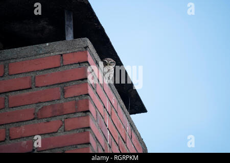 Petit hibou, Grevenbroich, Rhénanie du Nord-Westphalie, Allemagne, Europe, (Athene noctua) Banque D'Images