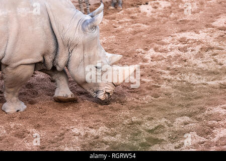 Les animaux de grande taille, rhinoceros reniflant le sol à la recherche de nourriture avec sa corne. Banque D'Images