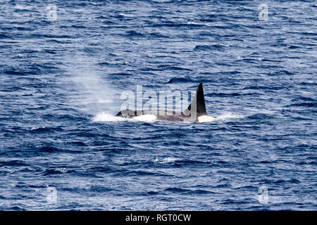 / Orca Épaulard (Orcinus orca) Type B dans la mer de Weddell, près de Snow Hill Island, l'Antarctique Banque D'Images