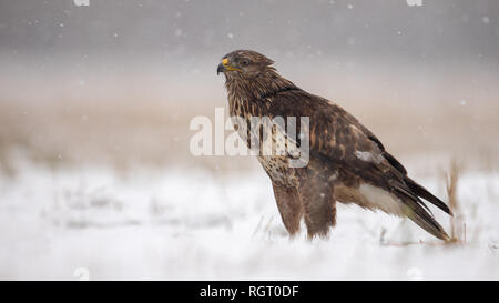 Buse variable debout sur le sol recouvert de neige en hiver. Banque D'Images