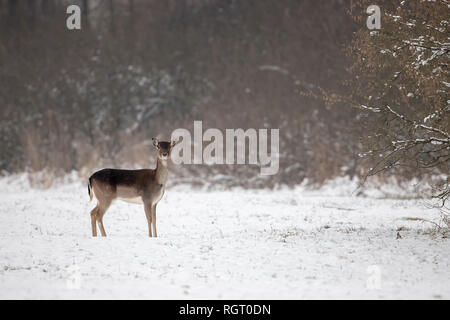 Le daim biche sur la neige en hiver et de l'espace pour copier Banque D'Images