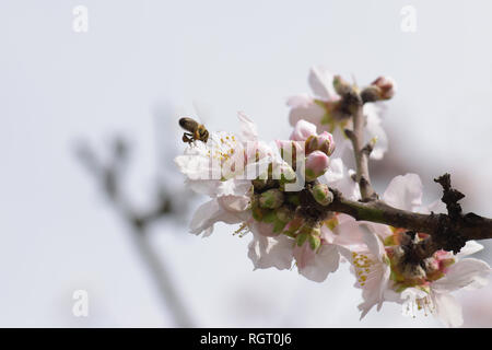 Abeille de miel à partir de nectar de fleurs d'amandiers. La nature au printemps. Banque D'Images