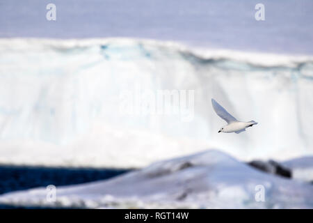 Pétrel des Neiges (Pagodroma nivea) volant à côté de notre navire dans l'Antarctique Banque D'Images