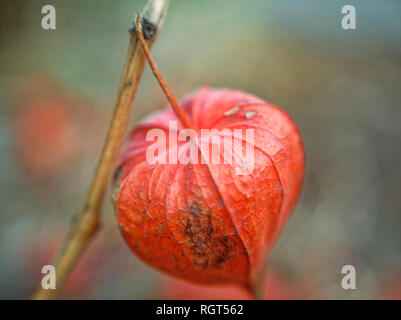 Fort de physalis sur la branche, macro Banque D'Images