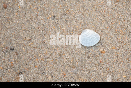 Un gros plan d'un coquillage sur la plage. Banque D'Images