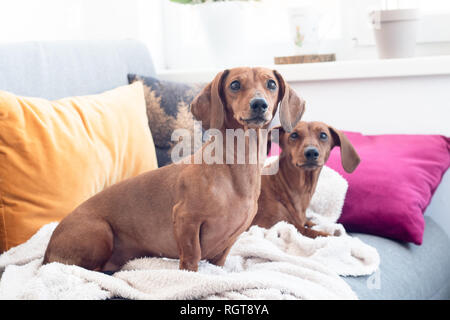 Deux chiens teckel indoor sur canapé cusions et plaid Banque D'Images