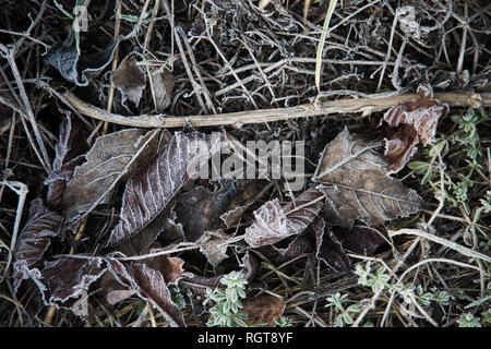 Feuilles et brindilles congelés sur le terrain sur un matin hivers Banque D'Images