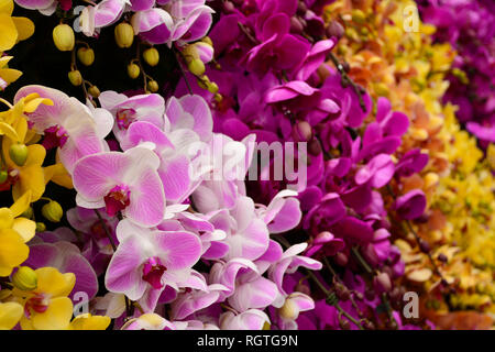 Un écran de jaune, lilas et violet orchidées au 2017 International Flower Show à Dalat, Vietnam Banque D'Images