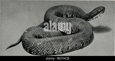 . Bulletin. Histoire naturelle ; l'histoire naturelle. Novembre, 1961 Smith : Amphibiens et reptiles de l'Illinois Illinois 263.-Distribution ce serpent d'eau bagués marquée est connue dans l'Illi- nois qu'à partir de la proximité de Horseshoe Lake, comté d'Alexander, et c'est décidément peu fréquent, fig. 244. Le travail de terrain dans des habitats semblables ailleurs sur l'inondation du Mississippi- simple dans les comtés de l'Union et Alexander n'a pas révélé d'autres populations. En fait, aucun spécimen de l'une^ sipedon groupe ont été trouvés dans ces localités. GROTALIDAE Les Crotalidés sont trouvés dans le Nouveau Monde, l'Asie et l'Europe de l'Est. Trois Banque D'Images