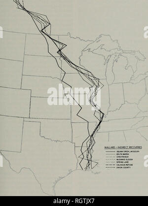 . Bulletin. Histoire naturelle ; l'histoire naturelle. Septembre, 1970 Bellrose &AMP ; Crompton : Migr.tion de canards comportement biaisé de l'habitat la répartition longitudinale des récupérations de Canards colverts a été dans le sud de l'Illinois et l'Indiana. En raison de l'importance de tuer des canards colverts pris à Hovey Lake et d'autres domaines dans le sud-ouest de l'Indiana, comparée à celle faite dans le sud de l'Illinois, récupérer la bande en- la région du lac Hovey étaient loin hors de proportion d'abondance de la sauvagine connus dans les deux domaines. La chasse intensive dans les vastes habitats des oiseaux le long du Mississippi. SQUAW CREEK, MISSOURI DELTA h CHAUTA Banque D'Images