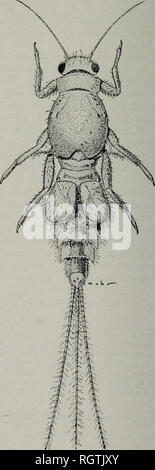 . Bulletin. Histoire naturelle ; l'histoire naturelle. L'Illinois 50 Natlrai. Bulletin de l'enquête sur 26, l'article 111. CAEIVIS Cafttis StcphriiN Stephens (1^35:61). Oxyiyplia Burmcister (1839:796). En partie. OrdfUa Campion (1923:51u). Nouveau nom, inutilement proposé. L'espèce lUittiis ot constitués de petits blancs, les éphémères avec d'ombrages ot gris violacé. Ces éphémères apparaissent souvent dans un très grand nombre, remplissant l'air comme des flocons de neige. Chaque pédicelle antennaire chez les adultes des deux se.x est environ deux fois plus longue que la hampe florale. Le sommet de la tête n'a pas de tubercules. L'avant-arc coxae Banque D'Images