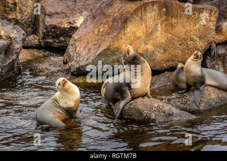 Trois lions de mer se détendre et se prélasser au soleil sur les rochers à Monterey, en Californie. Banque D'Images